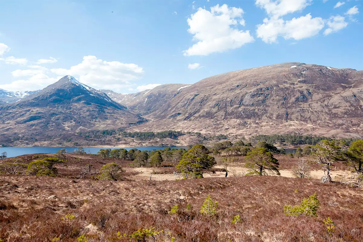 rewilding the caledonian forest in the scottish highlands with trees for life, by Jody Daunton