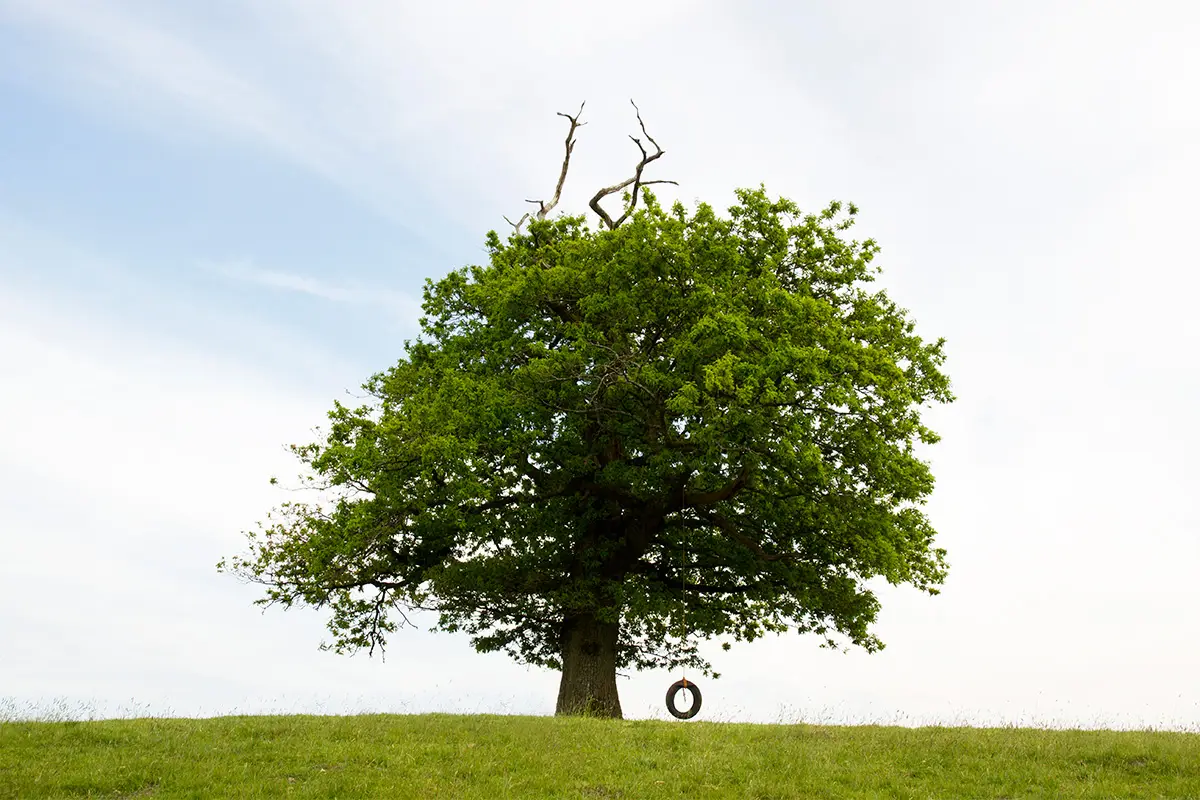 lone tree with rope swing