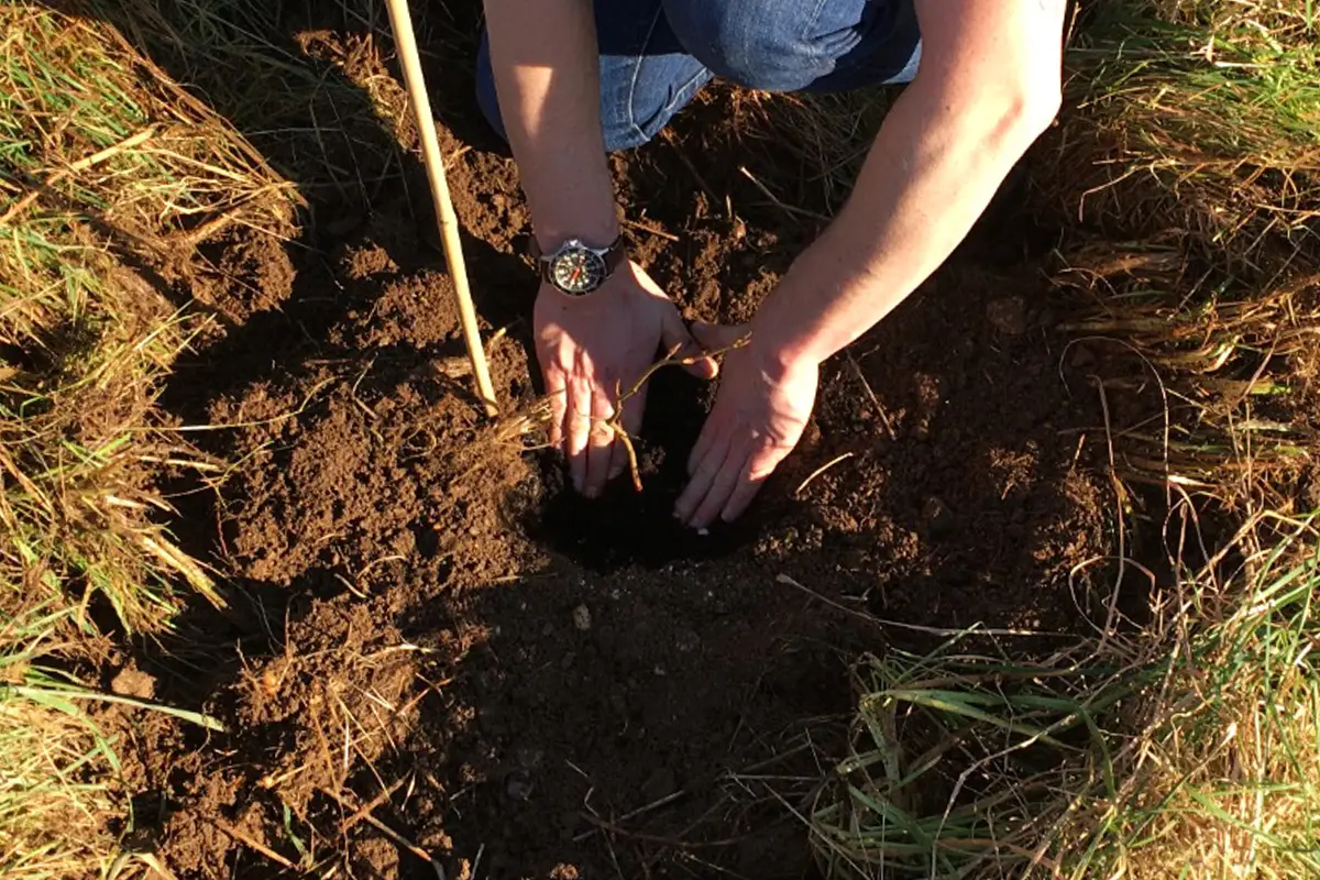 planting a tree