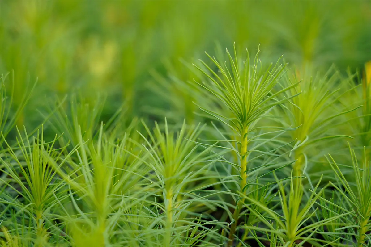 scots pine saplings being grown n the nursery at trees for life in scotland